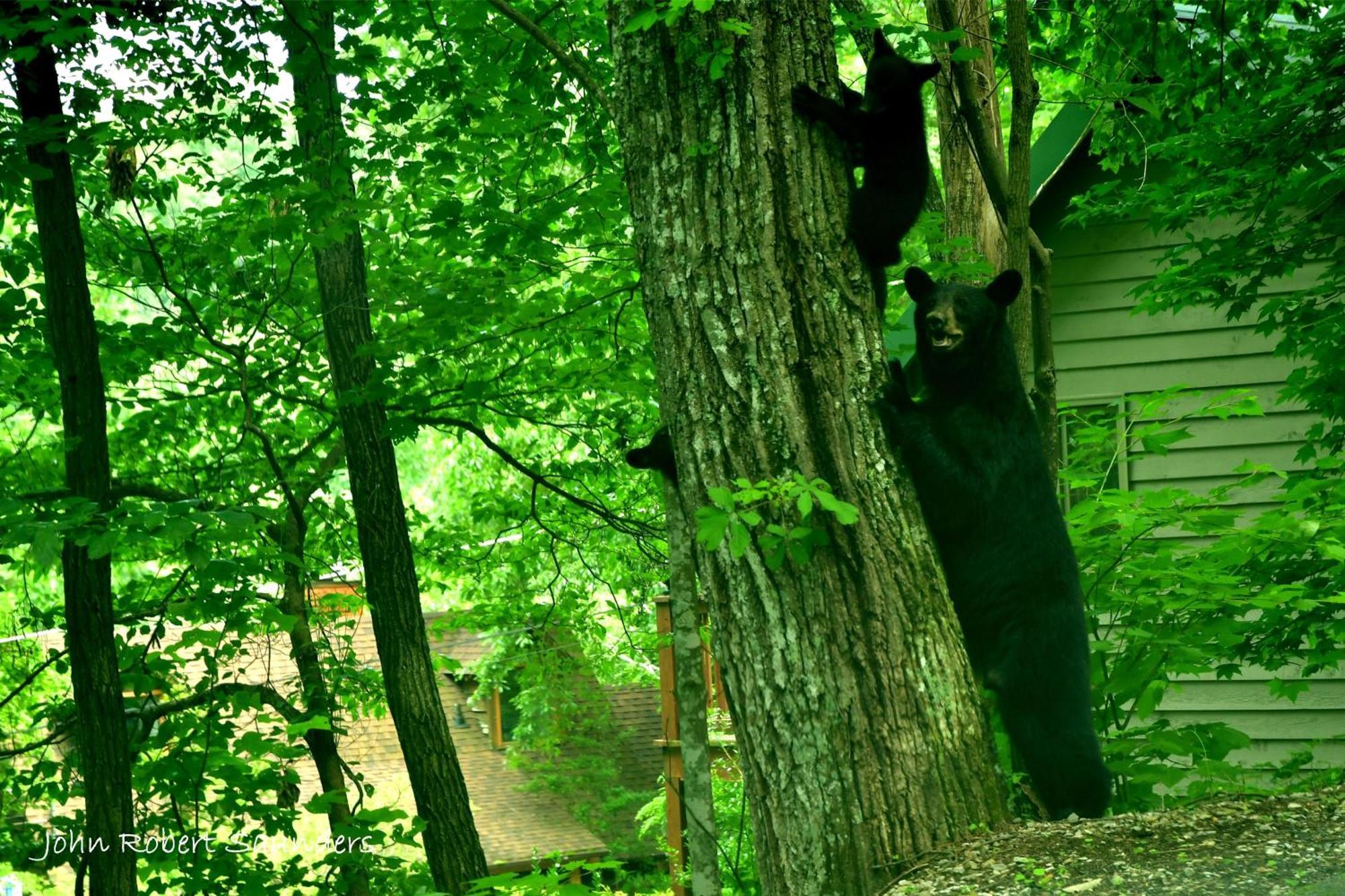 Vila Wild Thing #1525 Gatlinburg Exteriér fotografie
